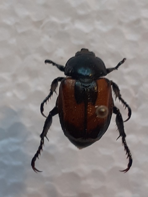 Anisoplia lata - széles szipoly Anisoplia lata - széles szipoly