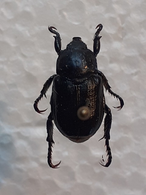 Anisoplia lata - széles szipoly Anisoplia lata - széles szipoly