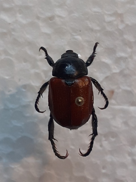 Anisoplia lata - széles szipoly Anisoplia lata - széles szipoly