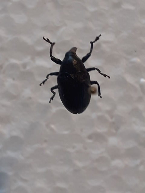 Larinus turbinatus - kúposorrú púderbarkó