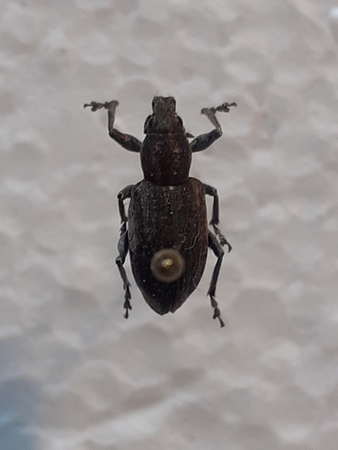 Tanymecus palliatus - közönséges hegyesfarúbarkó