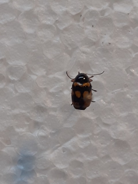 Cryptocephalus anticus - réti zömökbogár