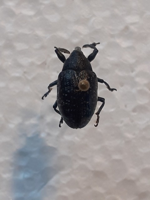 Larinus sturnus - aszat-púderbarkó
