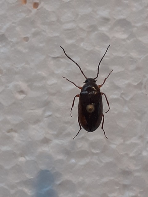 Hymenalia rufipes - rőtlábú alkonybogár