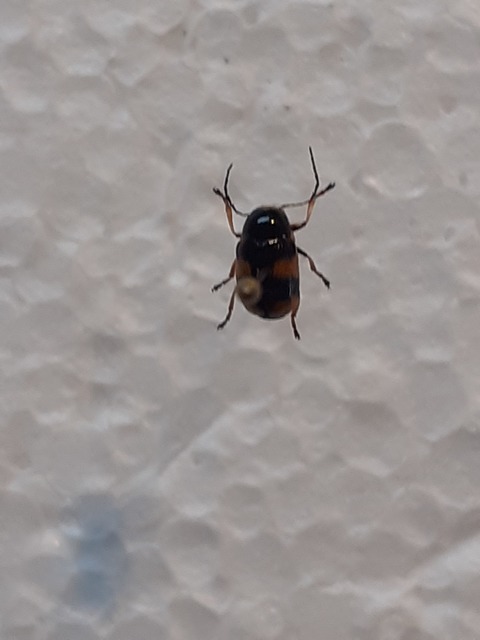 Cryptocephalus moraei - közönséges zömökbogár