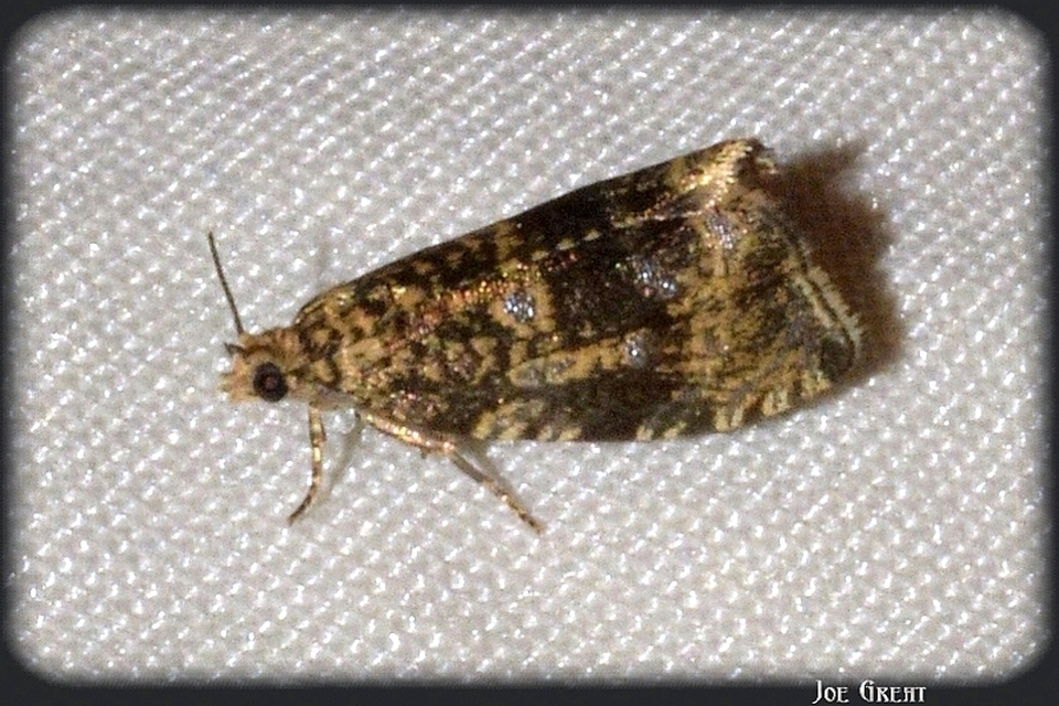 Celypha lacunana - vízparti tükrösmoly
