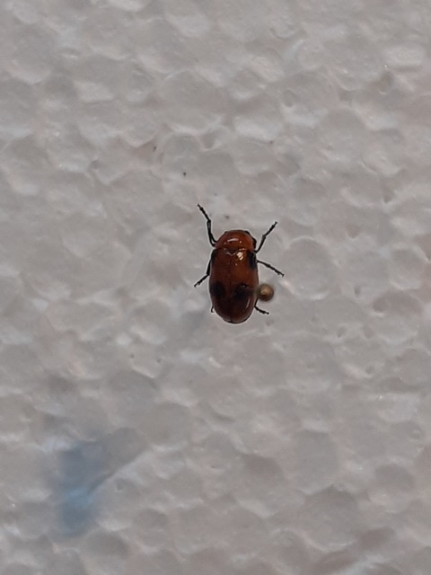Coptocephala rubicunda - feketelábú hullóbogár