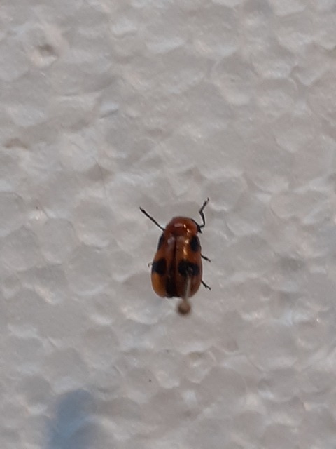 Coptocephala rubicunda - feketelábú hullóbogár