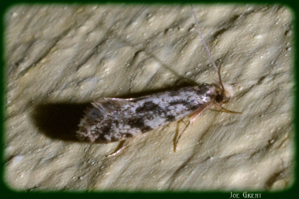 Nemapogoninae