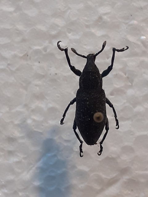 Rhabdorrhynchus echii - kígyósziszbarkó