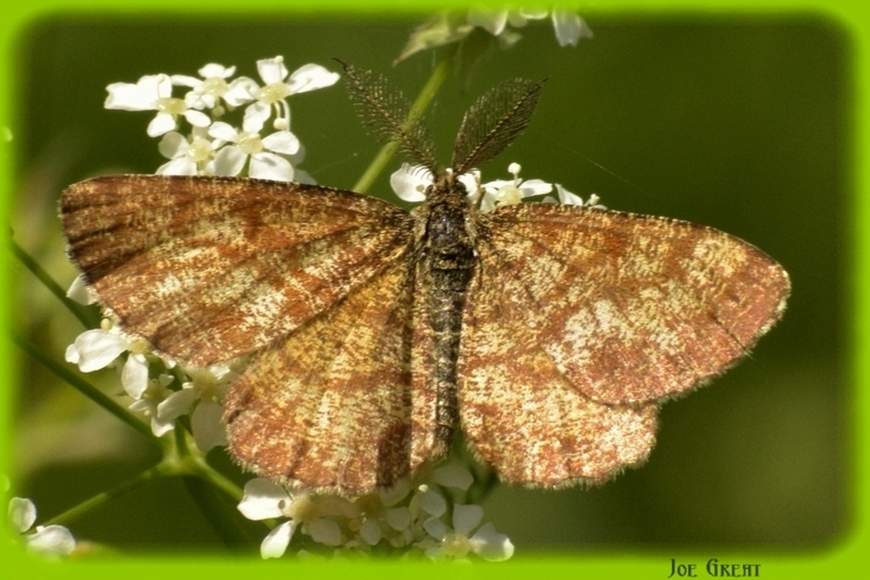Ematurga atomaria - barna rétiaraszoló