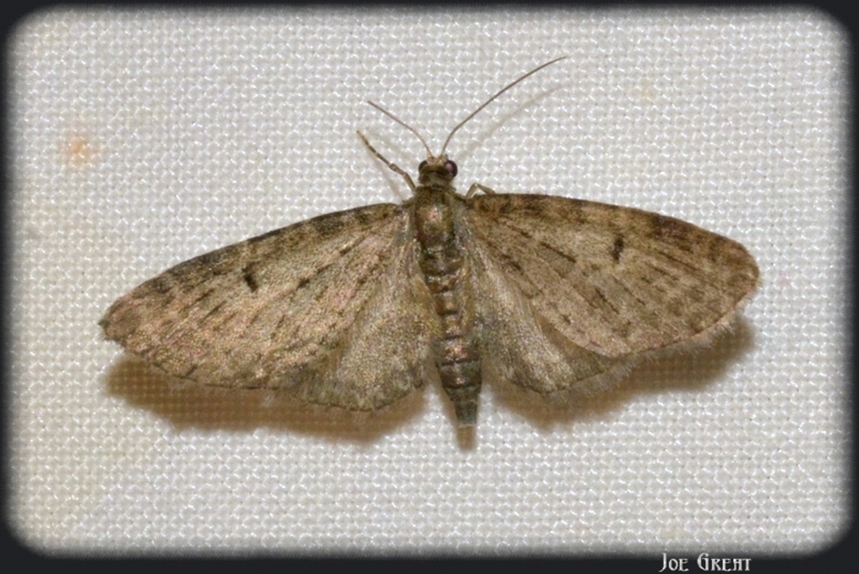 Eupithecia