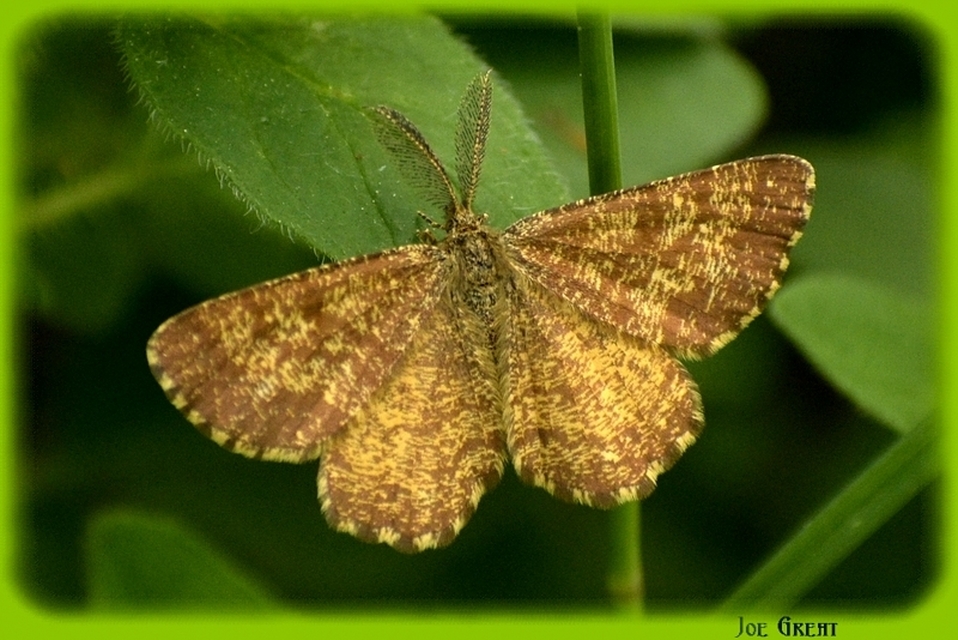 Ematurga atomaria - barna rétiaraszoló