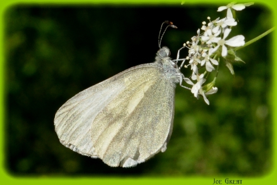 Leptidea sinapis - mustárlepke