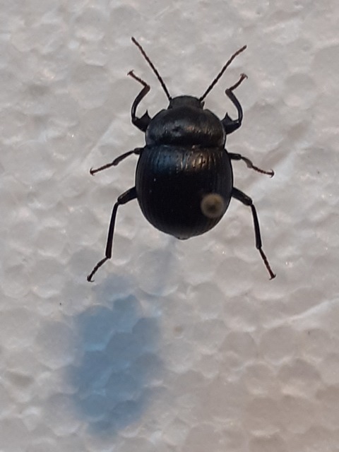 Accanthopus velikensis