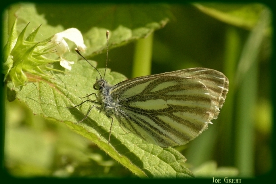 Pieris napi - repcelepke