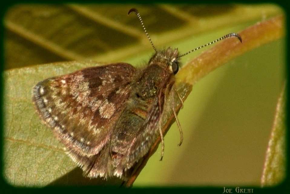 Erynnis tages - cigánylepke