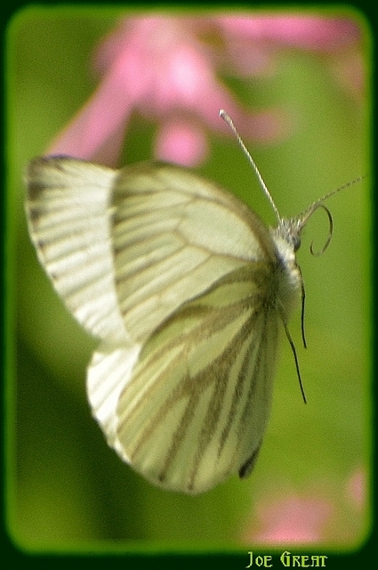 Pieris napi - repcelepke
