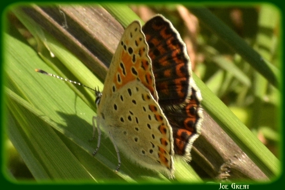 Lycaena tityrus - barna tűzlepke