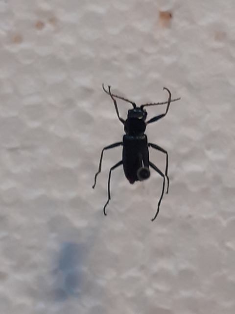 Clanoptilus geniculatus - sárgaarcú bibircsesbogár