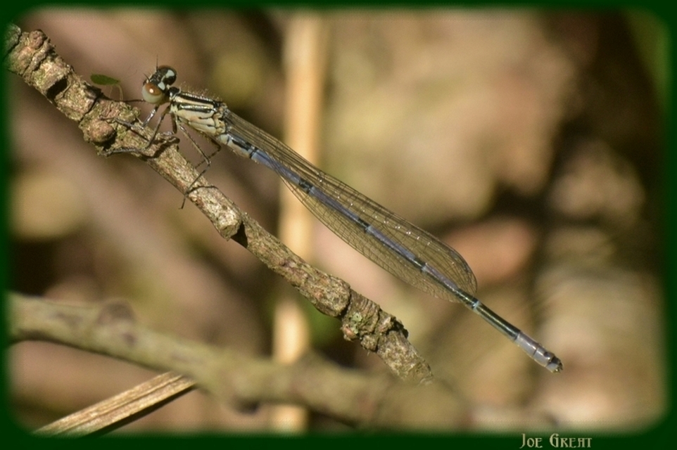 Coenagrion puella - azúrkék légivadász