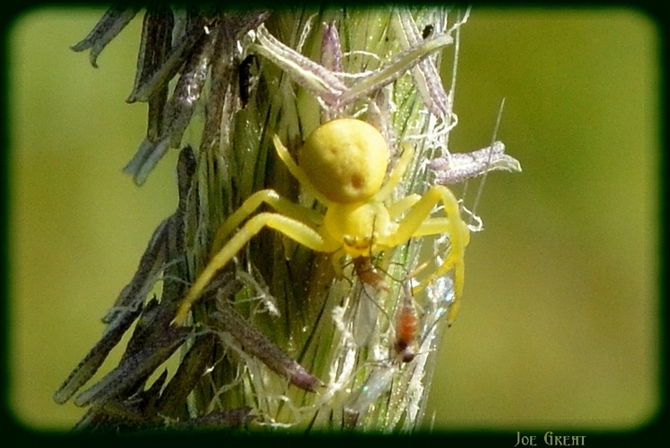 Araneae - Pókok