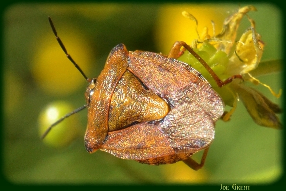 Carpocoris