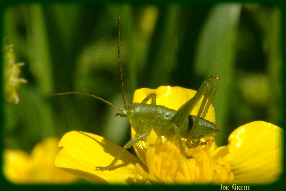 Tettigonia