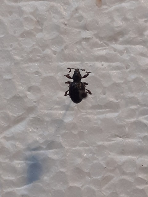 Otiorhynchus ovatus - apró gyalogormányos