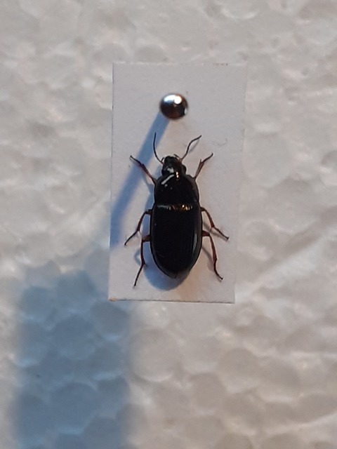 Amara anthobia - réti közfutó Amara anthobia - réti közfutó