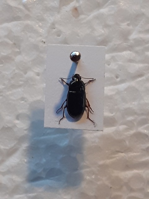 Amara anthobia - réti közfutó Amara anthobia - réti közfutó