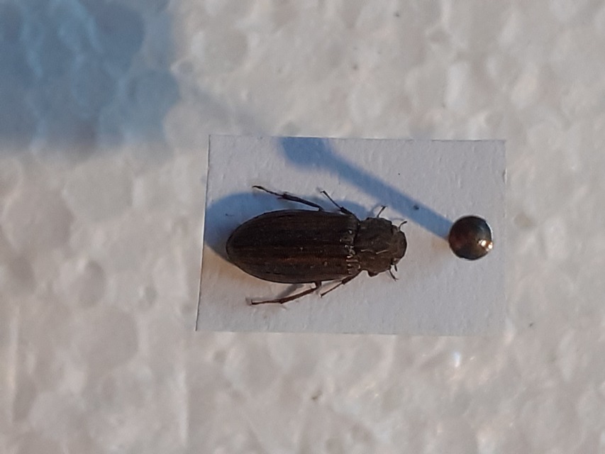 Helophorus