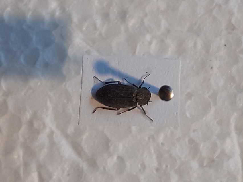 Helophoridae - vésettcsiborfélék