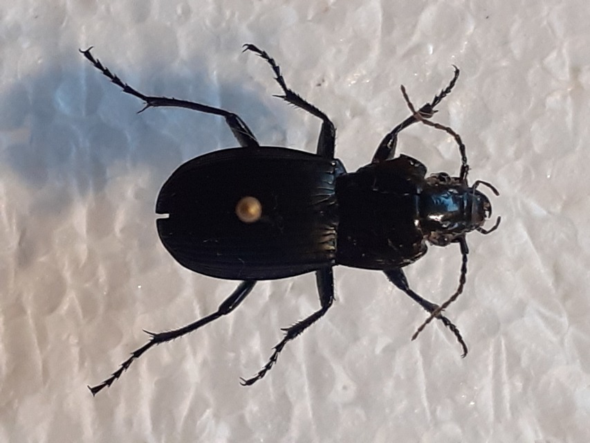 Abax parallelepipedus - félbordás szélesfutó