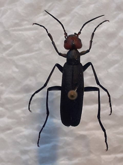 Epicauta rufidorsum - hollóbogár