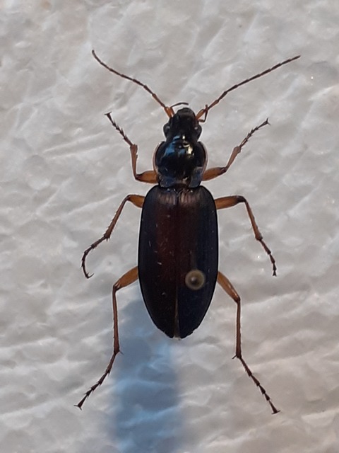 Dolichus halensis - hantfutó