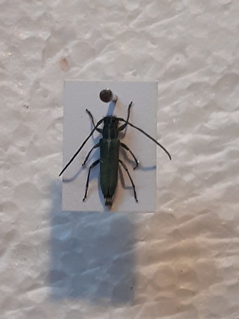 Phytoecia coerulescens - kígyósziszcincér