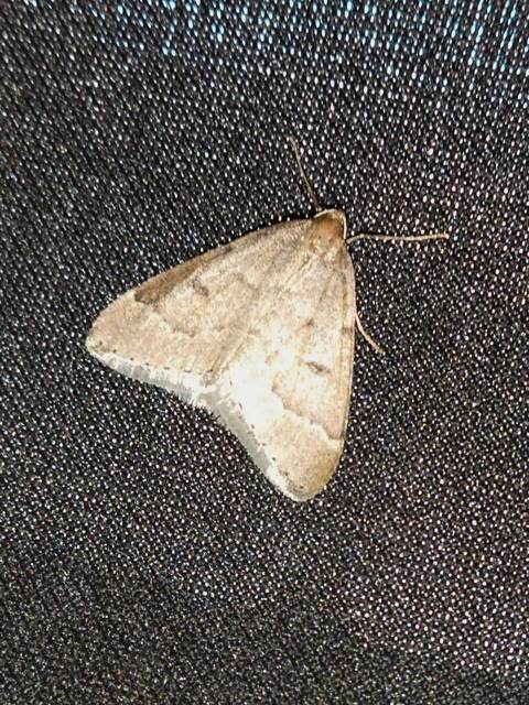 Theria rupicapraria - tavaszi kökényaraszoló