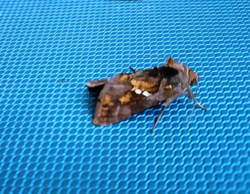 Chrysodeixis chalcites - déli aranybagoly