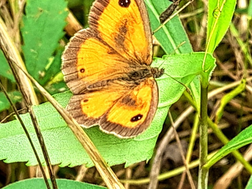 Pyronia tithonus - kis ökörszemlepke
