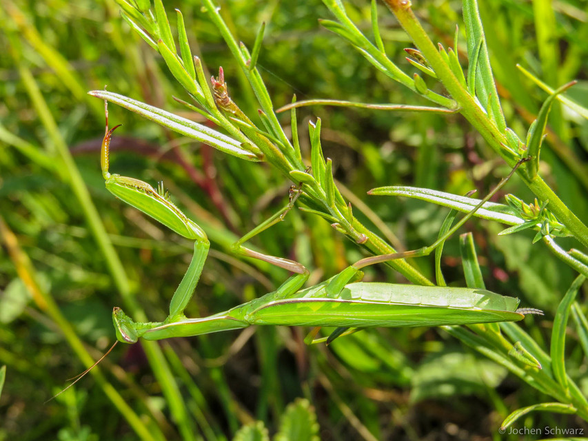 Mantis religiosa - imádkozósáska