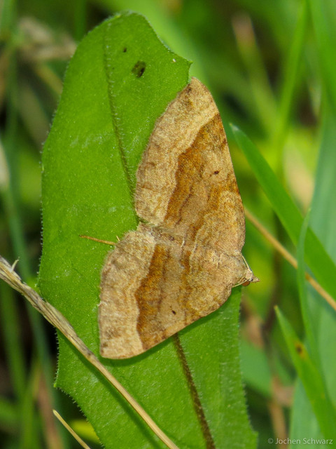 Scotopteryx chenopodiata - libatop-araszoló