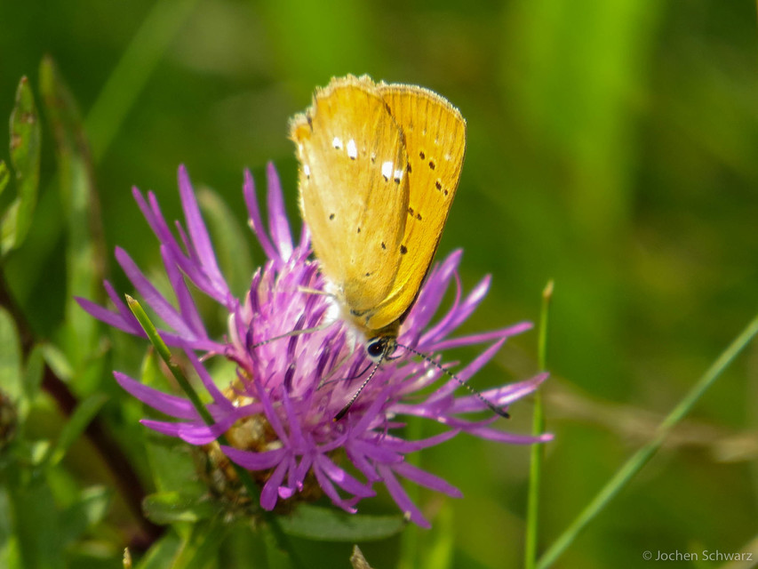 Lycaena virgaureae - arany-tűzlepke