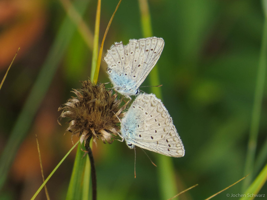 Polyommatus daphnis - csipkés boglárka