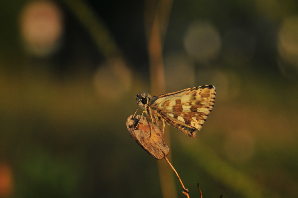 Pyrgus armoricanus - feles busalepke
