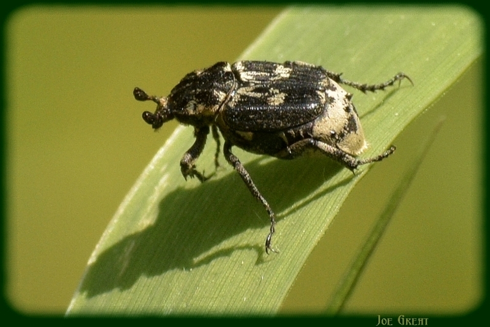 Valgus hemipterus - suta virágbogár