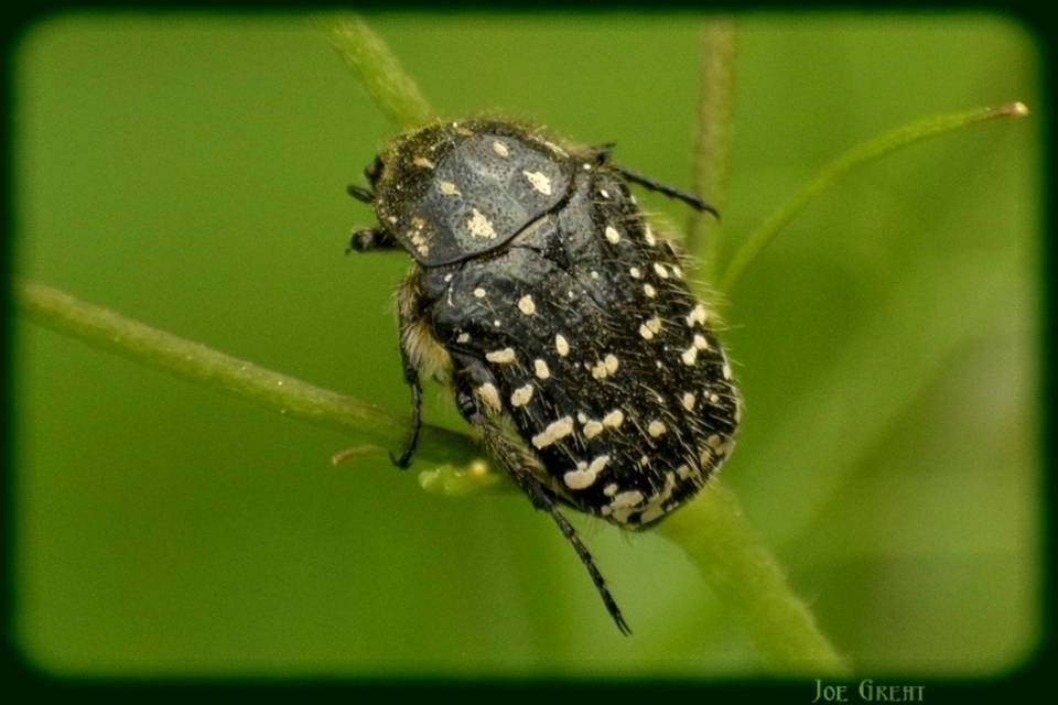 Oxythyrea funesta - sokpettyes virágbogár