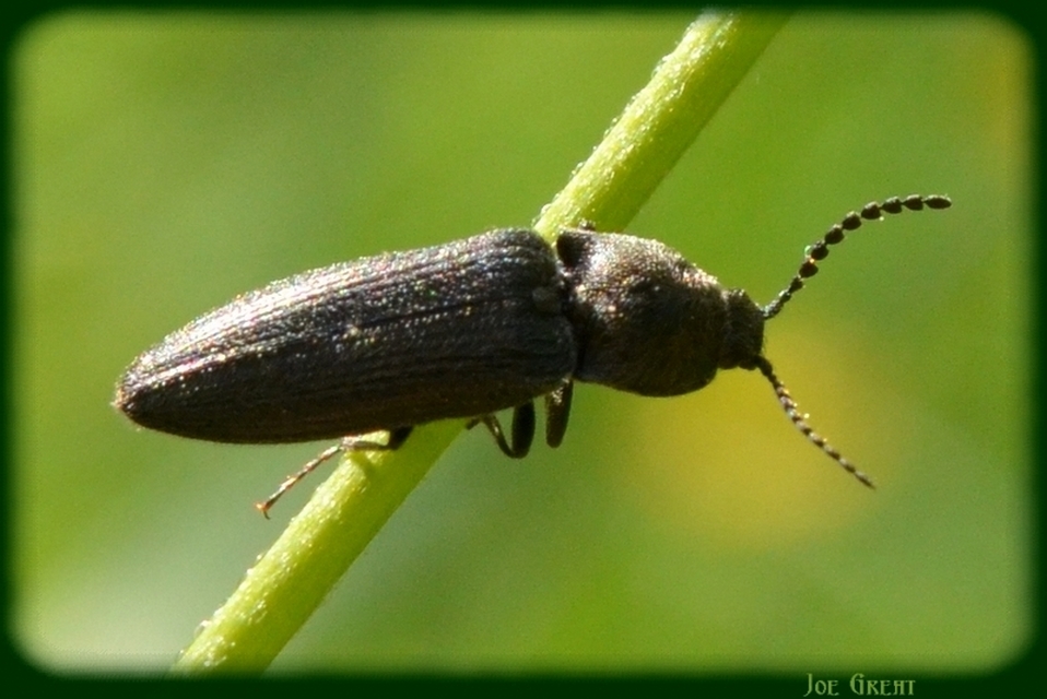 Elateridae - pattanóbogárfélék