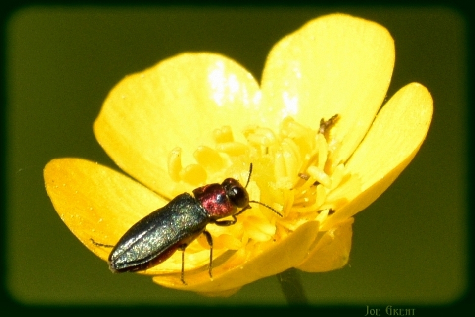 Anthaxia signaticollis - keleti virágdíszbogár