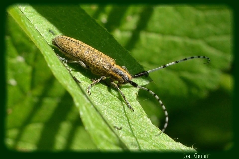 Agapanthia villosoviridescens - fehérgyűrűs bogáncscincér
